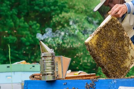 艾灸盒动物图案与荨麻疹调理 传统文化与现代审美的健康邂逅